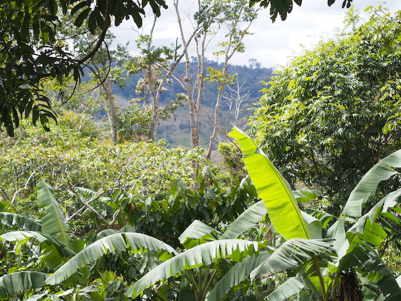 Las Flores natural